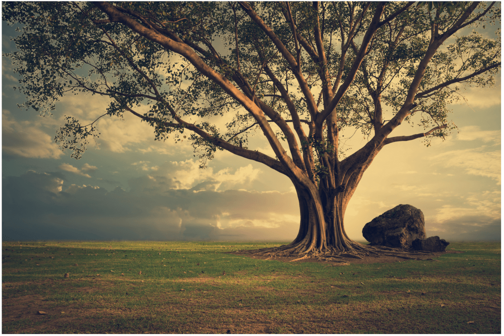 a tree in a field